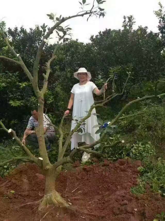 江西柑橘树黄龙病查看与治疗