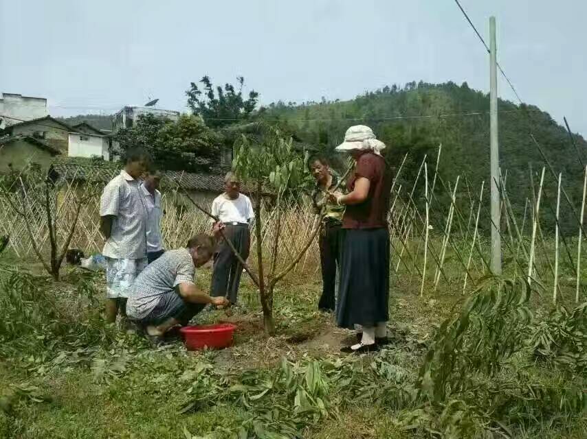 广东水蜜桃树根腐病.流胶病查看现场