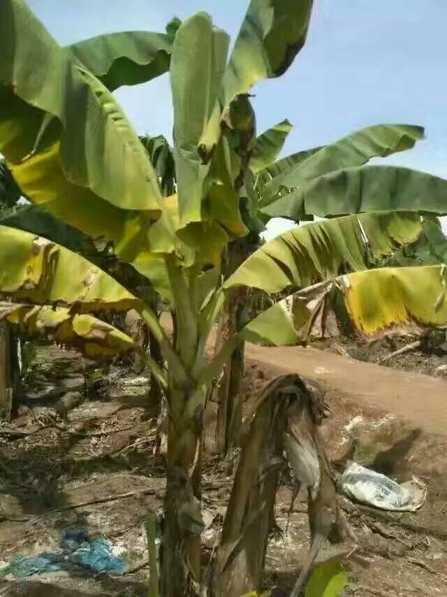 云南香蕉树根腐病